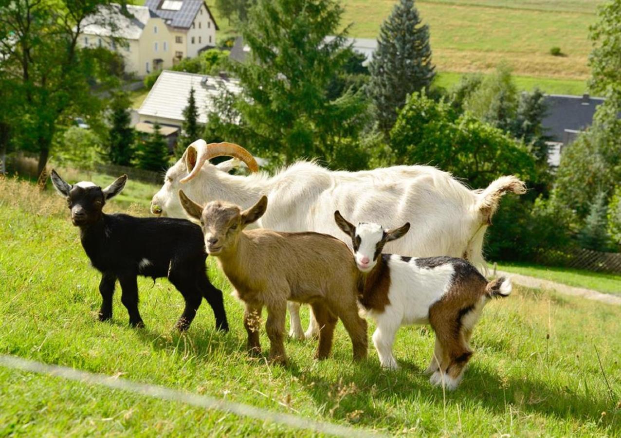 Ferienhof Kuerschner Drebach Exteriér fotografie